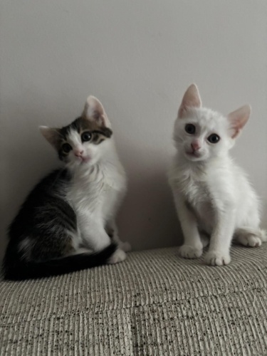 Bu Bebeklere Acil Yuva Aranıyor fotoğraf