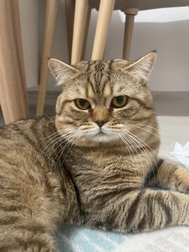 Ücretsiz tüm malzemeleri ile birlikte verilecektir. fotoğraf