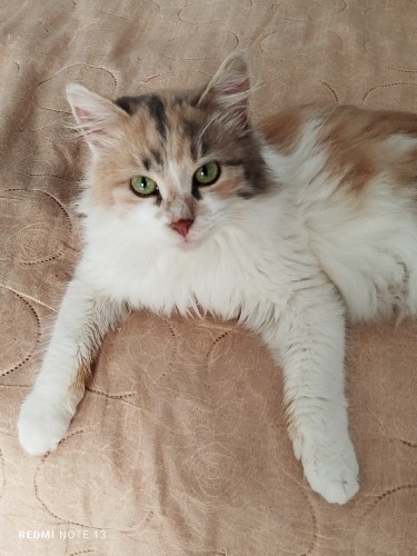 Oyuncu, neşeli, zaman zaman sakin bi çocuk fotoğraf