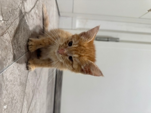 Kör kedi erkek garfield fotoğraf
