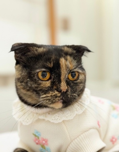 Çikolata prenses fotoğraf