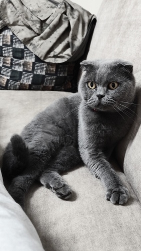 ÜCRETSİZ SAHİPLENDİRİLECEKTİR fotoğraf