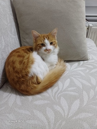 Acil yuva ariyor fotoğraf