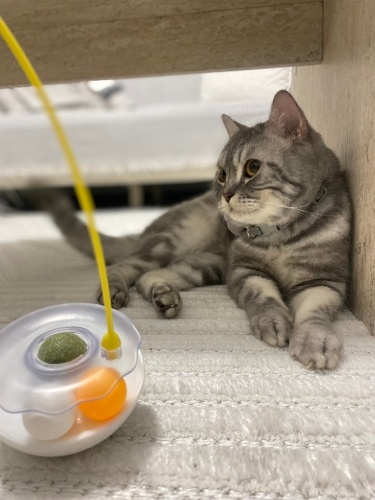 Duman kendiye yuva fotoğraf