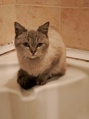 Duman Yuva arıyor fotoğraf