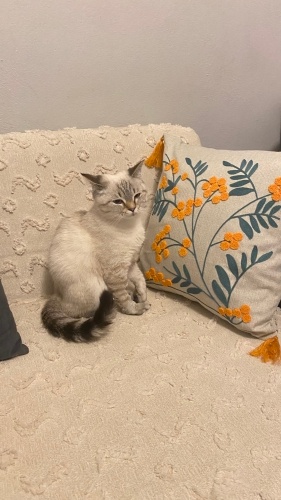 Acil yuva aranıyor fotoğraf