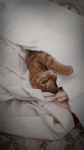 ÜCRETSİZ SAHİPLENDİRME – GAZİANTEP ŞEHİTKAMİL fotoğraf