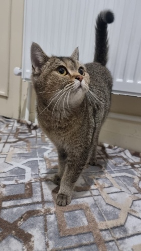 Cins kedimize yuva fotoğraf