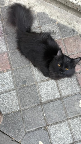 Çok sevecen ve insan canlısı fotoğraf