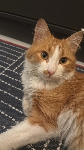 Oğlumuz Tonguç Gevrekoğluna Yuva Arıyoruz fotoğraf