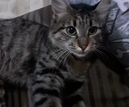 Acil yuva aranıyor fotoğraf