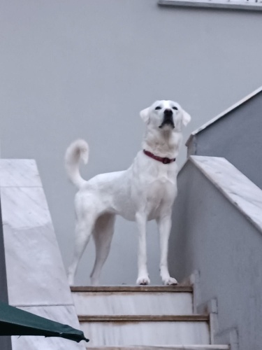 Safkan Akbaş Ücretsiz Sahiplendirme fotoğraf