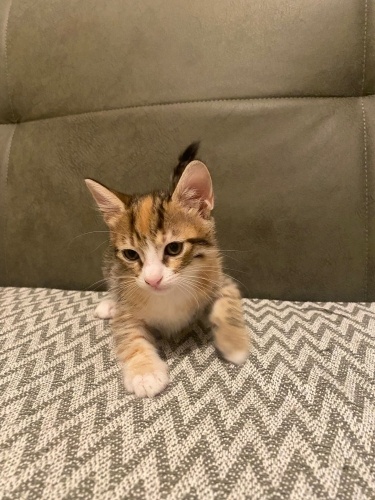 2.5 AYLIK DÜNYALAR TATLISI YAVRU KEDİ fotoğraf