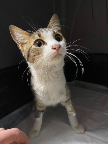 BIDIK'A YUVA OLMAK İSTER MİSİN? fotoğraf