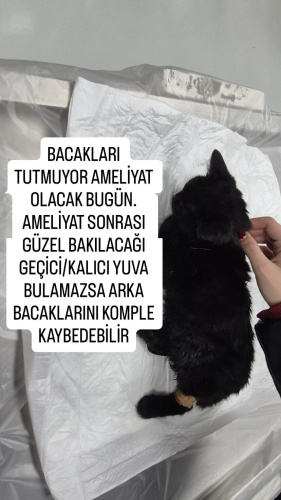 AMELİYATTAN SONRA YUVA BULAMAZSA ENGELLİ KALABİLİR fotoğraf