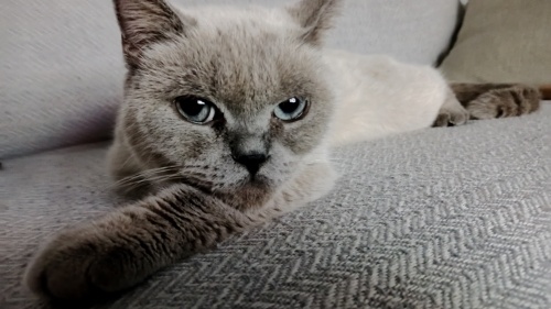 2 yaşlarında colorpoint dişi ücretsiz fotoğraf