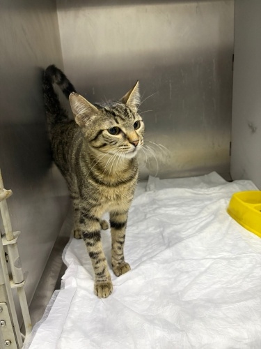 Şidetten kurtarılan can için🙏🏻🙏🏻 fotoğraf