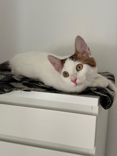 Apartmanda tekmelenirken kurtarıldı 🙏🏻 fotoğraf