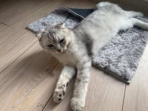 Temiz ve bakımlı Sokağa atılmış Acil Kedi İlanı fotoğraf