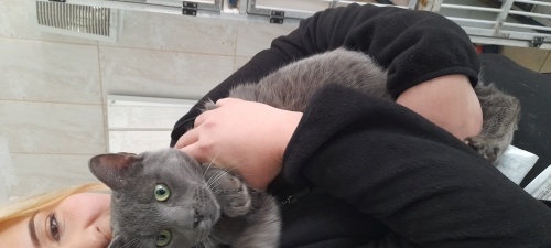 Sağlıklı kısır bir güzellik fotoğraf