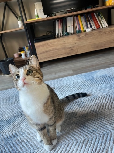 Lili küçük hanımhanımcık bir kız fotoğraf