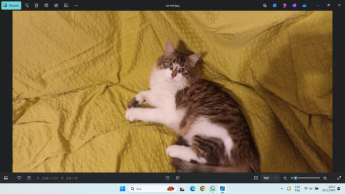 UCRETSIZ SAHIPLENDIRMEK ISTIYORUM fotoğraf