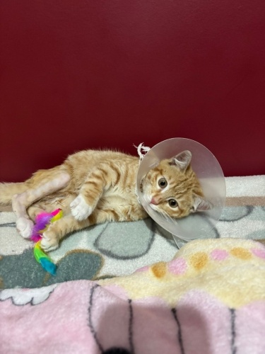 Aşırı sevgi dolu erkek minnak fotoğraf