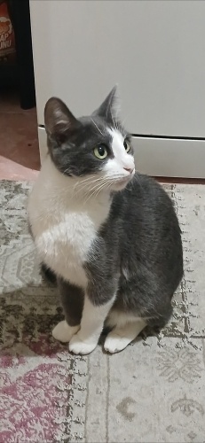 Sıcak yuva arıyoruz fotoğraf