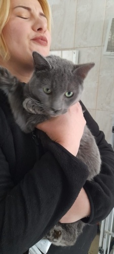 Barınağa atılmış acil yuva ariyor fotoğraf