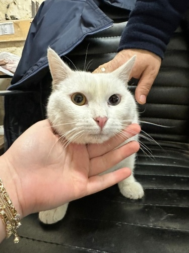 Erkek kısır uysal fotoğraf