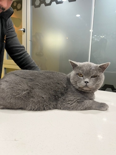 5 gün sonra sokağa gidecek. British oğlana acil yuva fotoğraf