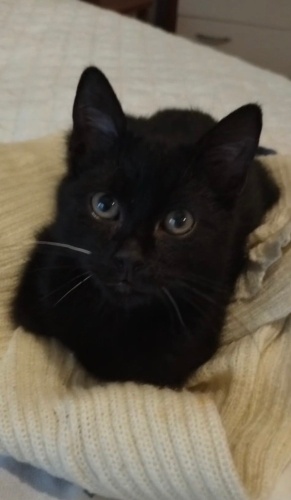 Zeytin İstanbul’da Ailesini Arıyor fotoğraf