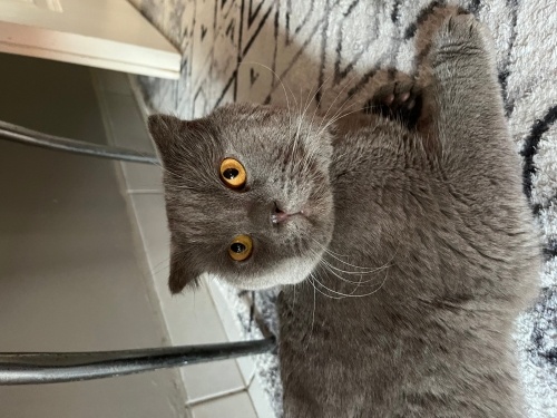 2,5 yaşında erkek uysal scottish fold fotoğraf