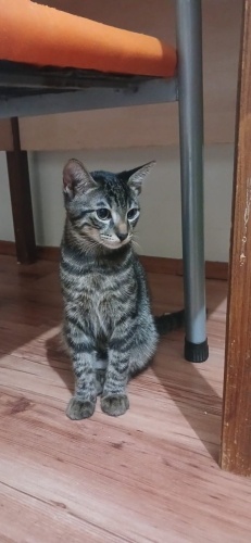 6 aylık kendini sevdirmeye bayılan oyuncu erkek kedi fotoğraf