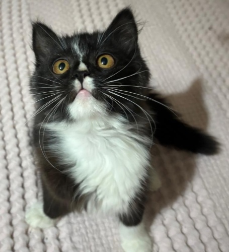 Annesi british olan bu fıstığa yuva lütfen fotoğraf