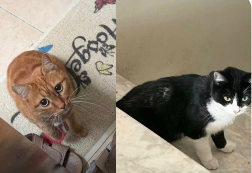 Evden atılan kuzulara yuva fotoğraf