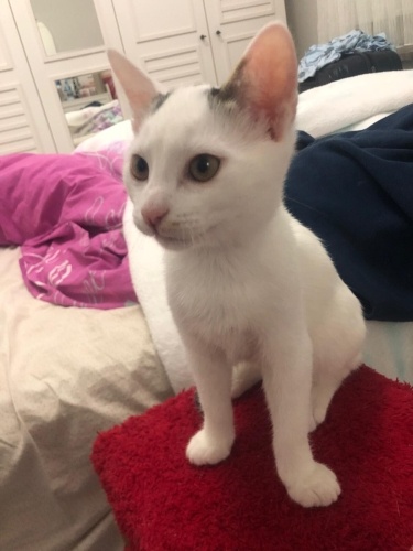 VAN MELEZİ KISIRLAŞTIRILMASINA DESTEK OLUNACAKTIR‼️ fotoğraf