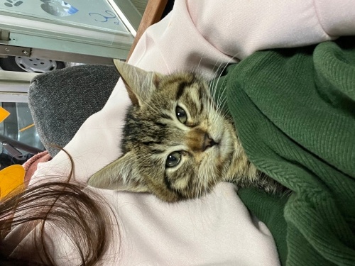 Dünya tatlısı köfte fotoğraf