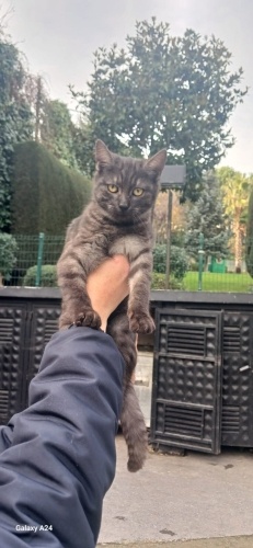 Cana yakın ve asil oğlumuza yuva arıyoruz! fotoğraf