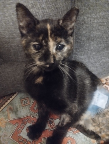 HENÜZ 6 AYLIK TORTOİSESHELL KISIR‼️ fotoğraf