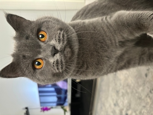 Kedimize yuva arıyoruz.. fotoğraf