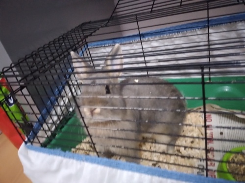 Tavşanimiz MOÇİ ye yuva arıyoruz. fotoğraf