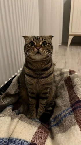 SCOTTISH FOLD KISIRLAŞTIRMA DESTEĞİ VERİLECEKTİR ‼️ fotoğraf