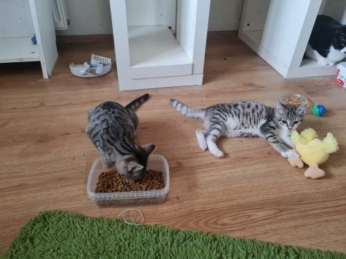 Kleopatra ve Herkül Kardeşler Sıcak Yuvalarını Arıyor fotoğraf