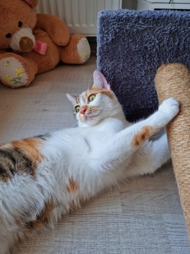 Tatlılık saçan oyuncu fotoğraf