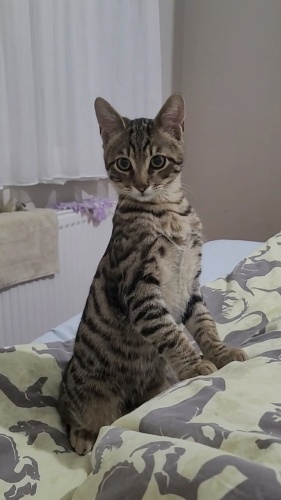 4 aylık oyuncu tekir kedi fotoğraf