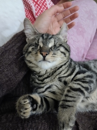 2 gözüde görmeyen canımıza yuva fotoğraf