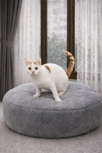 RİTA YUVA ARIYOR fotoğraf