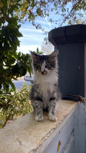 ŞUAN VETERİNERDE TEDAVİ GÖRÜYOR. SOKAĞA GERİ DÖNEMEZ... fotoğraf