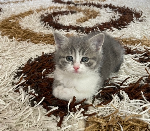 Yavru tekir kedi fotoğraf